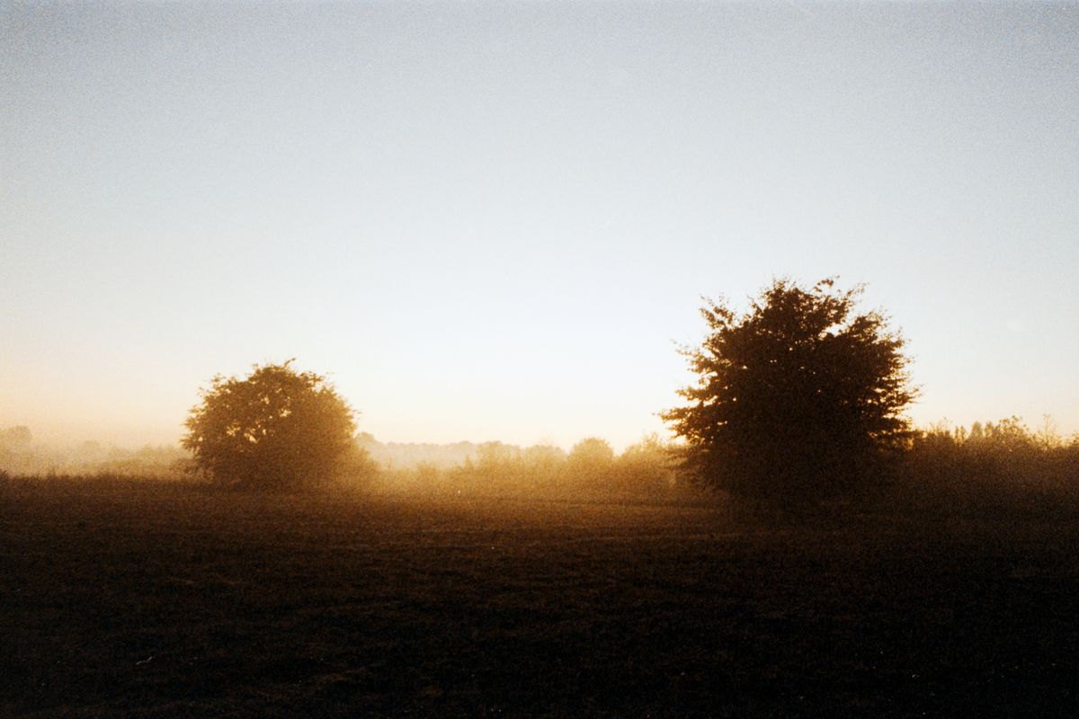 Mist over a field at sunrise, two trees dark against the light.