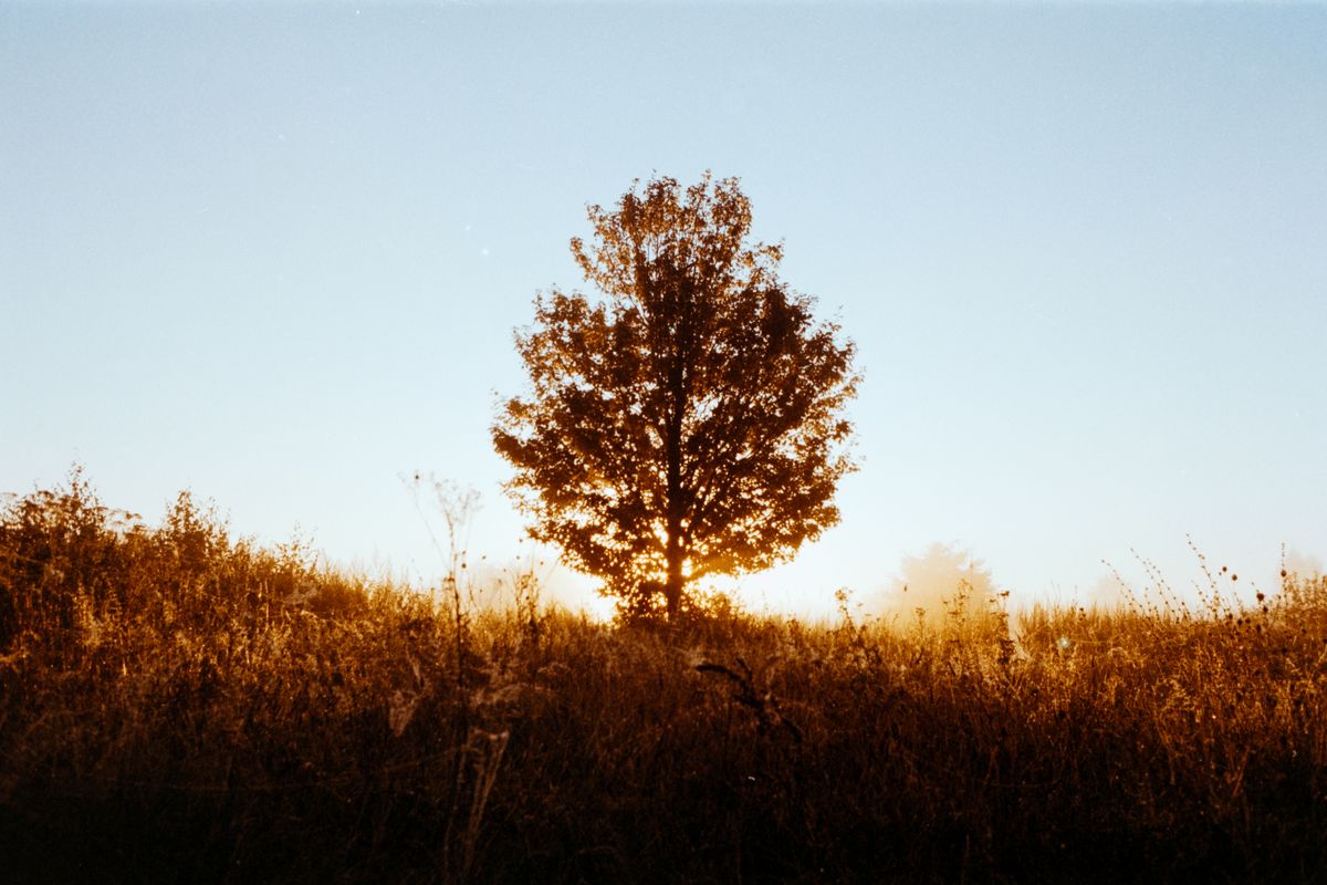 A lone tree in a field of tall grass, lit by the low sun.